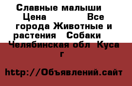 Славные малыши! › Цена ­ 10 000 - Все города Животные и растения » Собаки   . Челябинская обл.,Куса г.